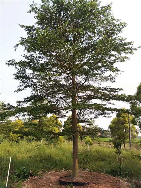 小叶榄仁树风水|【紫荆物语】小叶榄仁：谦谦君子 卑以自牧